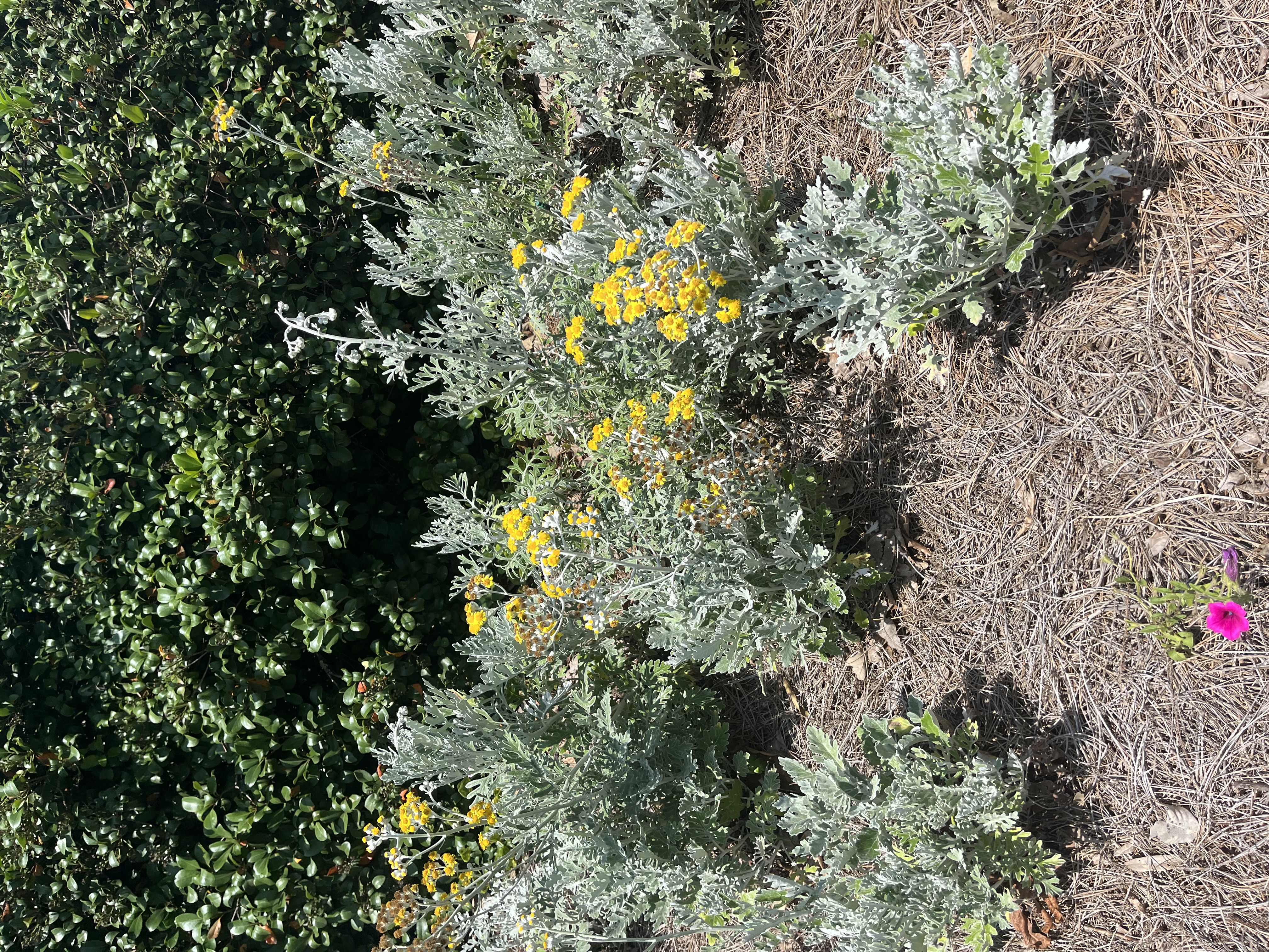 Dusty Miller in Bloom photo credit Damon Abdi.jpg thumbnail